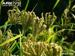 Image result for Eleusine kigeziensis