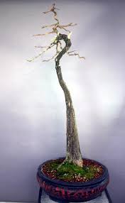 Bonsai Bunjin Www Ppbi Cabang Tasikmalaya Com