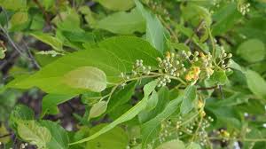 Image result for Grewia monticola