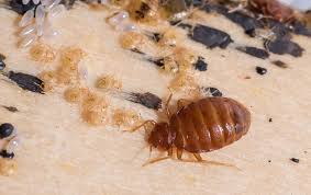 How fast bed bugs grow? Bed Bug Exterminator In Chapel Hill Nc Get Rid Of Bed Bugs