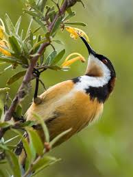 Eastern Spinebill Acanthorhynchus Tenuirostris Beautiful Birds Australian Birds Australian Native Animals