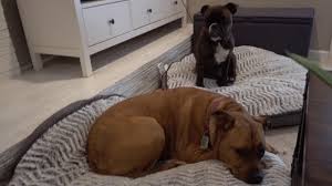 Your furry friend can't tell you if they want something firm, feathery. New Kirkland Dog Beds From Costco Youtube