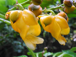 Image result for Impatiens oreocallis