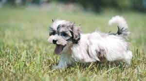 Columbus, ohio â» havanese â». Havanese Puppies For Sale