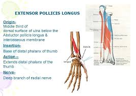 The extensor pollicis brevis arises from the ulna distal to the abductor pollicis longus. Good Morning Extensor Compartment Of Forearm Dr Qudsia