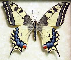 It is aswell accepted as a butterfly allurement for its advanced array of colours and adopt by gardeners for its beauty. Japanese Butterfly Papilio Machaon Female Real Framed Butterfly 498f Butterfly Drawing Butterfly Frame Butterfly Art