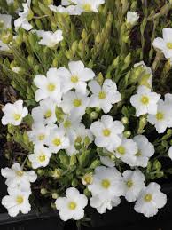Arenaria montana, the mountain sandwort,1 is a species of flowering plant in the family caryophyllaceae, native to mountainous regions of southwestern europe. Stauden Stade Versand Shop Arenaria Montana Berg Sandkraut Hier Bestellen