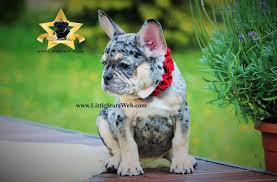 Black And Tan Merle Frenchie Little Stars Blue Tan French Bulldog Little Stars Breed Of Pugs And French Bulldogs In Rare Colours Cute French Bulldog Man And Dog French Bulldog