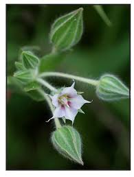 Image result for Trichodesma zeylanicum