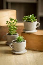 1 las macetas para cactus más vendidas en nuestra tienda online. Decorar Con Cactus Y Crasas