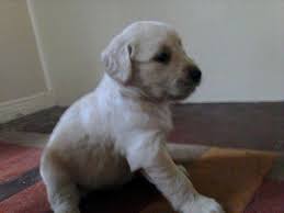 These beautiful and loyal dogs will be an amazing asset to any family. Adorable Golden Retriever Puppies On Sale For Sale In Deltona Florida Classified Americanlisted Com