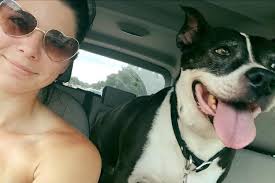 Shaggy Wags Pet Care