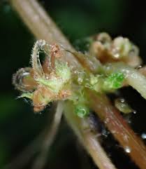 Image result for Droguetia