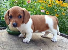 We offer all colors, all patterns, smooth coats, long coats, wirehairs, and english creams. Dachshund Puppies For Sale Salt Lake City Ut 150679