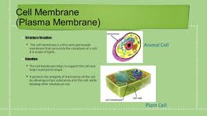 Maybe you would like to learn more about one of these? Centrosome Location Near The Nucleus Function To Organize Microtubules For Cell Division And To Create Microtubules To Make The Cytoskeleton In Cell Ppt Download