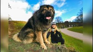 These fluffy, loving cavachon puppies are a cross between a cavalier king charles spaniel and a bichon frise. Wolf Killer The Largest Caucasian Shepherd Ovcharka Dog In The Uk Youtube