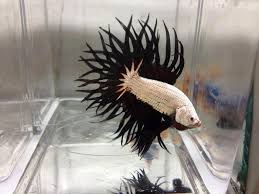 Betta fish white dragon red rim! A White Dragon King Crown Betta Imgur