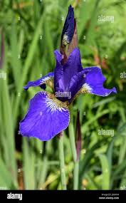 Image result for Iridaceae