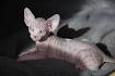 Sphynx Kittens for Sale - Felines4us