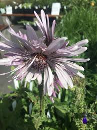 Image result for Berkheya speciosa