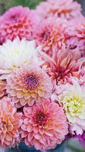Dahlia Flower Wholesale Flowers Dahlia Flower Dahlia Flower Arrangements