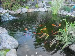 Image result for garden pond ideas