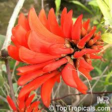 Image result for Erythrina abyssinica × lysistemon