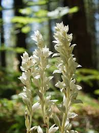 Image result for Oreophyton