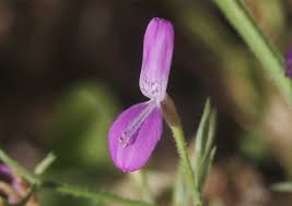 Image result for Dicliptera hensii