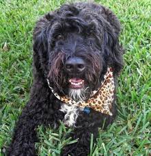 The 44th president of the united states, barack obama, chose the portuguese water dog as his presidential family pet. Portuguese Water Dog Breed Information And Pictures