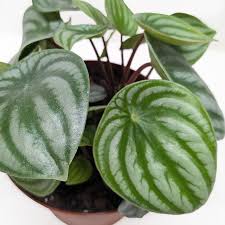 Image result for Peperomia molleri
