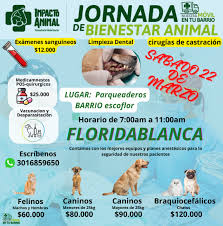 Veterinaria Impacto Animal