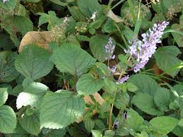 Image result for Plectranthus fruticosus