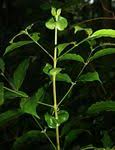 Image result for Cremaspora triflora