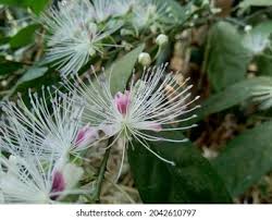 Image result for Capparis fascicularis