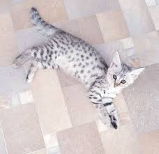 They're known for their majestic appearance with tall, slender bodies, large ears and large paws. Epingle Sur F1 Savannah Cats