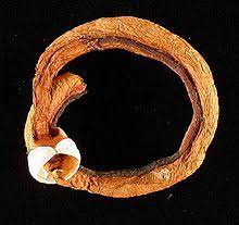 From wikimedia commons, the free media repository. Teredo Navalis Wikipedia