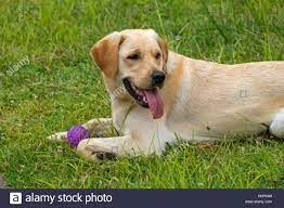 Golden Retriever Lab Mix Stockfotos Und Bilder Kaufen Alamy
