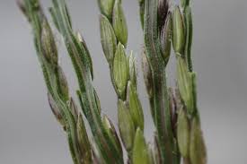 Image result for Digitaria nuda