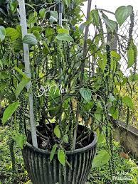Selain sebagai bahan masakan, lada hitam juga merupakan salah satu bahan pokok dalam. Laman Herba Lada Hitam Berbuah Lebat Dalam Pasu Je Facebook