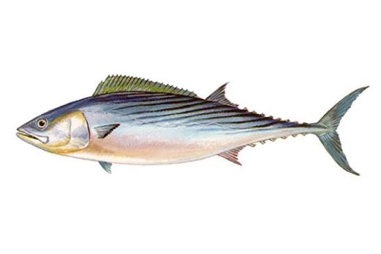 Species Profiles | NC DEQ