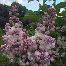 Syringa Vulgaris Krasavitsa Moskvy Syn Syringa Vulgaris Beauty Of Moscow Lilac Krasavitsa Moskvy Uploaded By Svetlana492