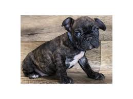 From time to time we have french bulldog puppies that are available for qualified homes. French Bulldog Puppies Petland San Antonio