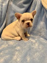 The french bulldog is a sturdy, compact, stocky little dog, with a large square head that has a rounded forehead. Cream French Bulldog Puppies L2sanpiero