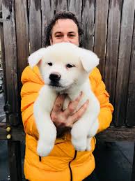 Japon Akita Inu Yavrulari Japon Akita Inu Yavrulari Kopek Kopekseverler Kopeksahiplendirme Kopekyavrusu Evcilhayvan Evcil Akita Puppies Akita Inu