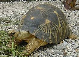 Animaux la plus grande tortue de mer du monde émerge de la mer et c'est incroyable par cyril r. Tortues Terrestres Wikipedia