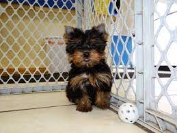 These small dog breeds are sale near me, maltese puppies for sale craigslist, maltese puppies for sale in florida. Teacup Yorkie For Sale On Craigslist 08 2021