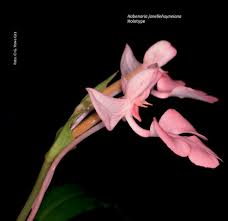 Image result for Habenaria petitiana