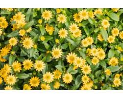 Image result for foto Vitálka