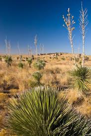 It contains the i went to the small ranch where my grandparents grew up in mexico and there was one that was there since the 30's. Yucca Plants In New Mexico Watch Out For Jumper Cactus They Catch On One Shoe And Attach To The Other Desert Landscaping Land Of Enchantment Yucca Plant